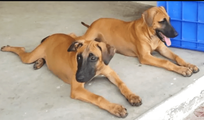 Kombai Dogs