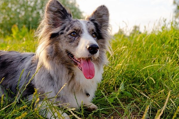 How to Remove Ticks from Dogs
